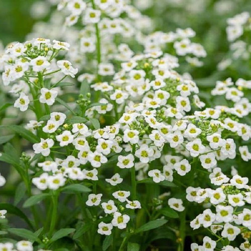 Lobularia Maritima Alyssum flower seeds, white & light purple, aromatic