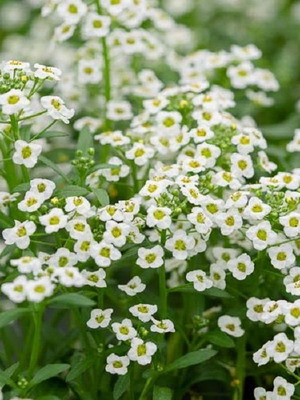 Lobularia Maritima Alyssum flower seeds, white & light purple, aromatic