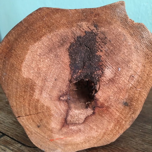 Wooden eagle 31cm with three scratches