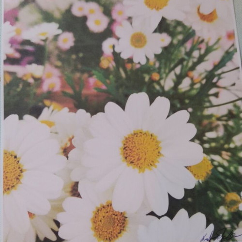 Photos of flowers on matte paper, set of 2, 25x19.5 cm, new