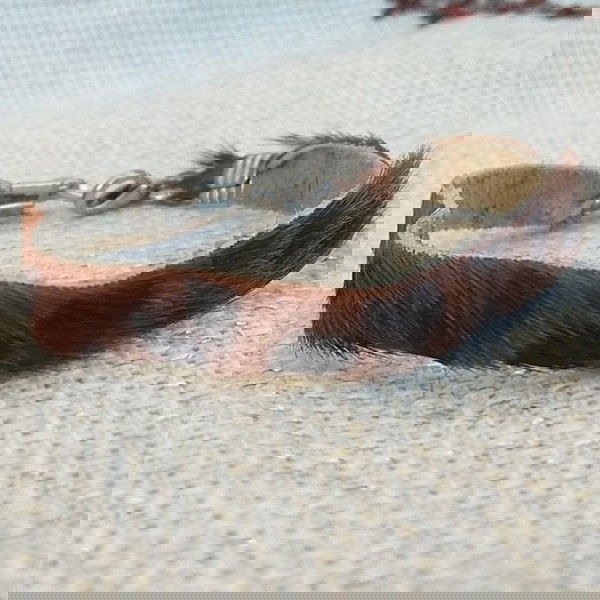  vrachioli dermatino animal print