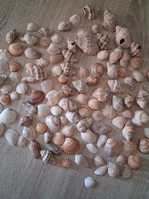 Seashells used, approximately 110 pieces clean and washed