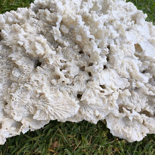 Old Marine Decorative Coral like new, 45 cm length