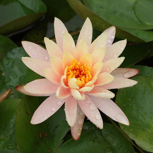 Water Lily Lotus Seeds like new for Aquarium and Pond