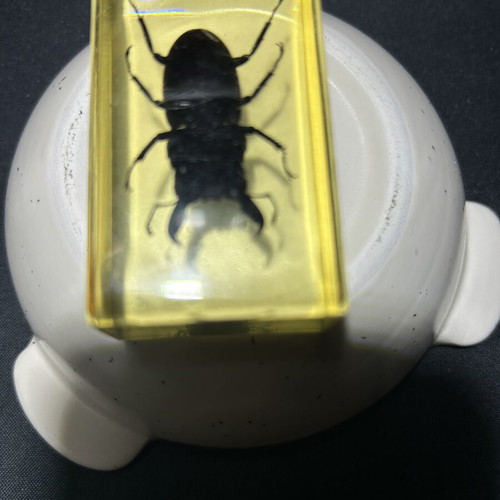Large beetle in resin and acrylic