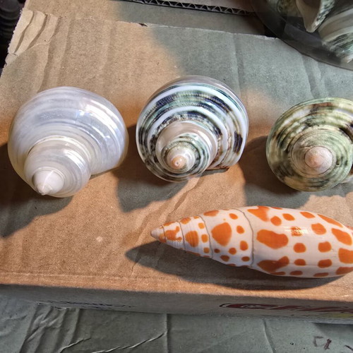 Natural large green Turbo shells set, decorative seashells