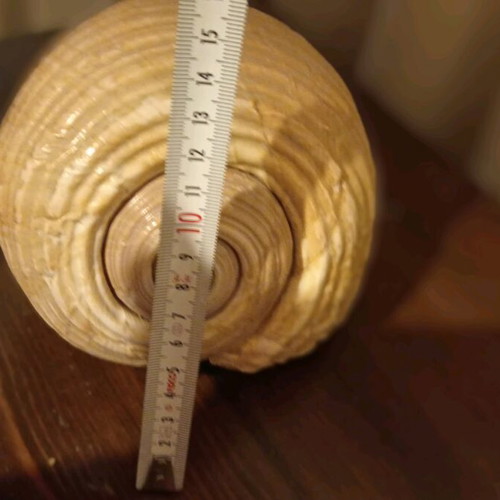 Natural shell large size like new