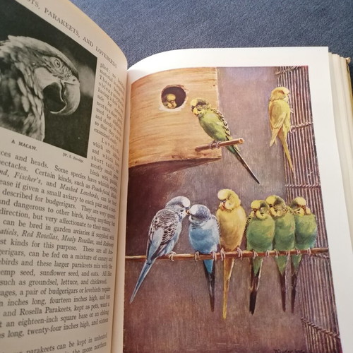 Pets and How to Keep Them book used