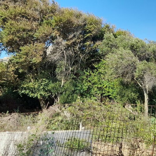 Plot of land with olive trees in village Kalloni, buildable, 255 m²