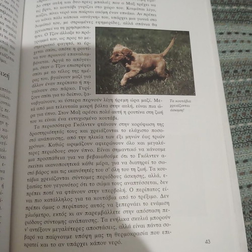 The Golden Retriever book by Julie Cairns