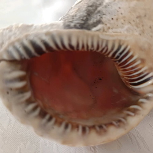 Triton sea shell used, old
