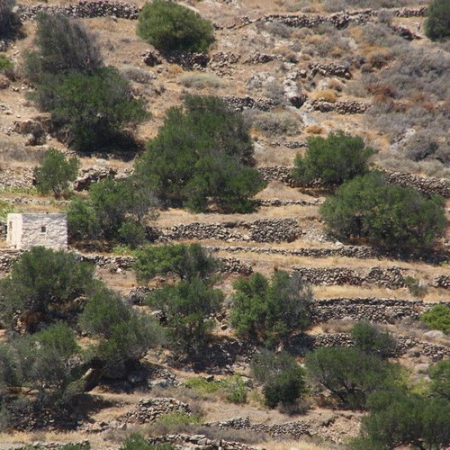 Agricultural land 2,370 m² with 21 olive trees, out of plan, mountain view in Elaionas