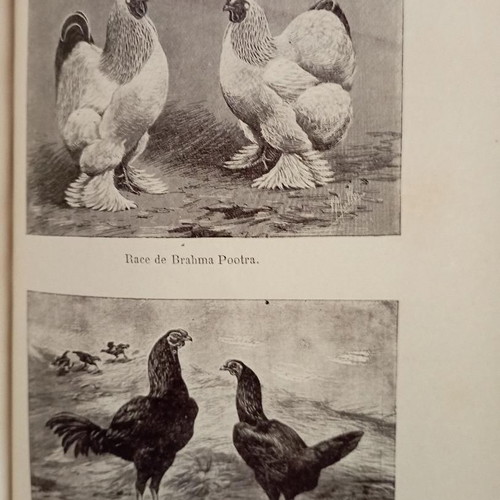 Toute la basse-cour book used, French language