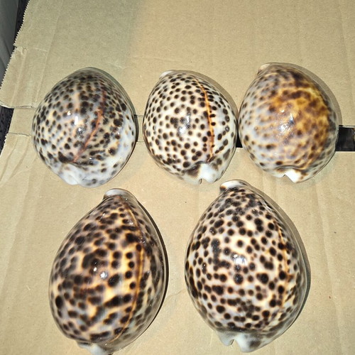 Tiger Cowrie Shells set of 5 like new