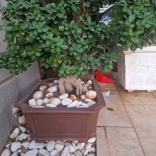 Bonsai Ginseng new