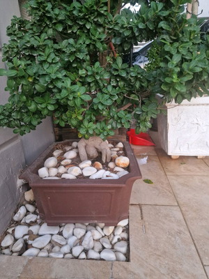 Bonsai Ginseng new