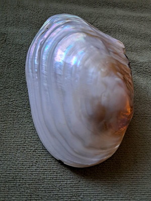 Authentic shell collectible like new