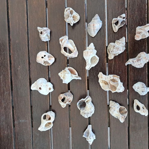 Natural seashell collection like new, pack of 20, various sizes