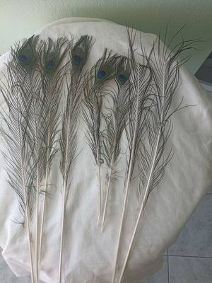 Peacock feathers set of 8, like new