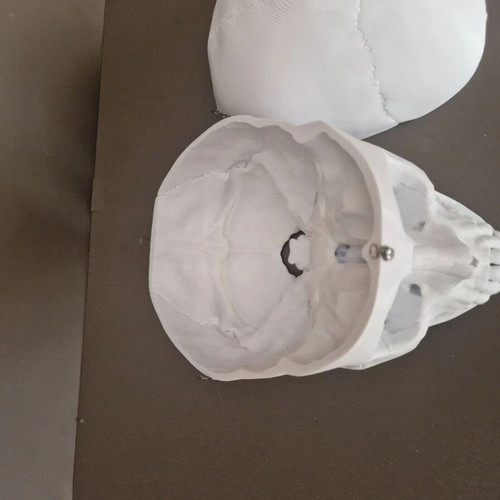 Plastic human skull like new, accurate replica with 3 detachable parts