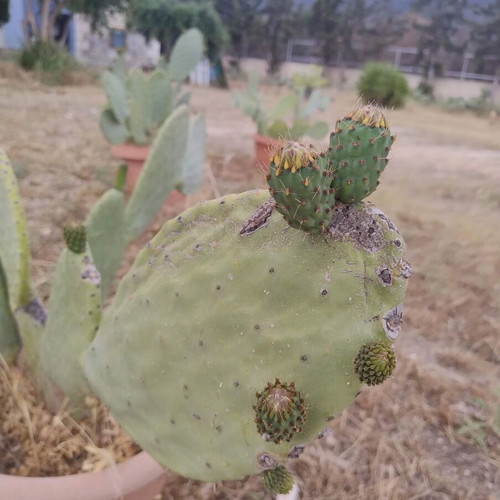 Prickly Pear Cactus in Pot, Like New, Medium Size 0.8m-1m Height