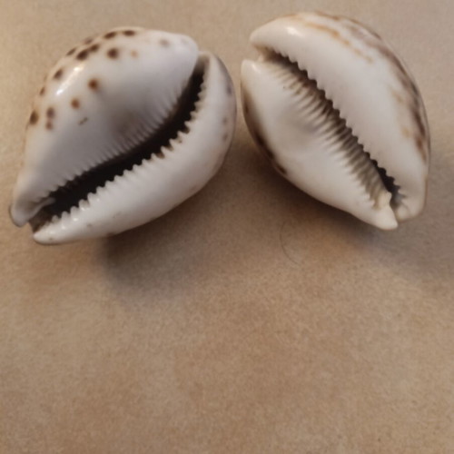 Cypraea tigris seashells like new, set of 2 pieces