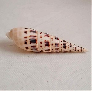 ΚΟΧΥΛΙΑ Natural Spiral shell Craft seashells 12cm