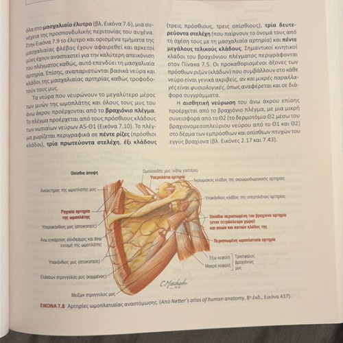Netter's Clinical Anatomy and Neuroanatomy book new