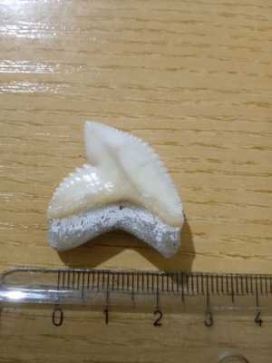 Shark tooth used