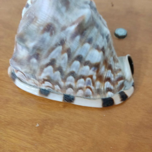 Large helmet shells like new for decoration and collections