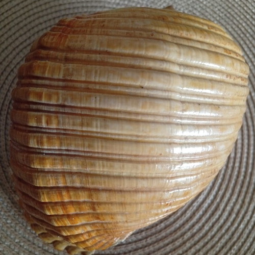 Tonna galea collectible seashell used, 100 years old