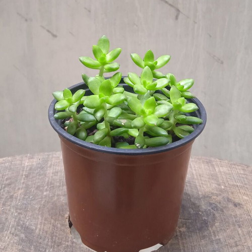 Sedum Nussbaumerianum succulent in nursery pot new