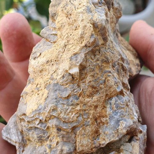 Multiblock Rudists Radiolites Fossil from Thebes Cretaceous