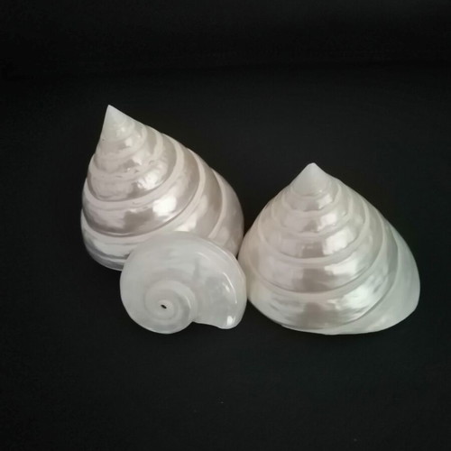 Polished seashells with iridescent pearl surface