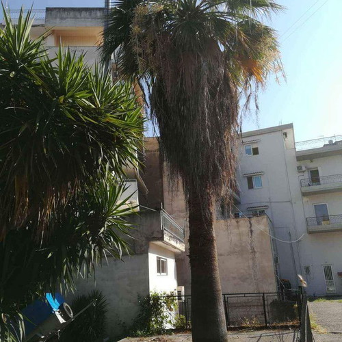 Palm tree 40 years old new