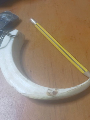 Δόντι αγριογούρουνου μπρελόκ σαν καινούργιο, ατόφιο