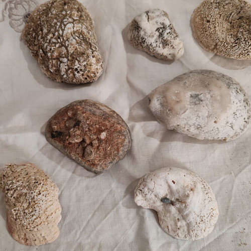 Fossilized Sea Shells Pack of 7 Like New