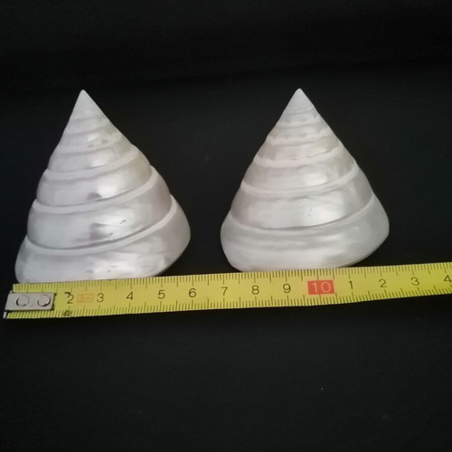 Polished seashells with iridescent pearl surface