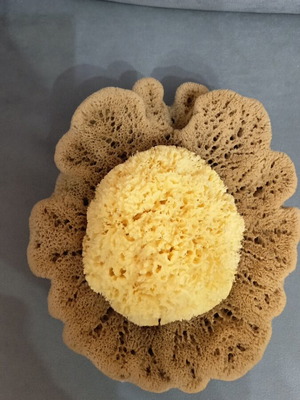 Natural sponges new, set of 2, dark and light color