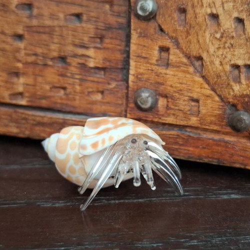 Decorative collection of real shells with crystal new