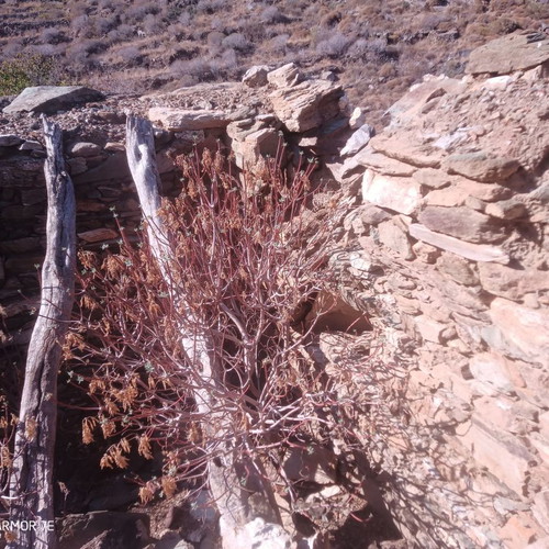 Land with Cell in Sykamia Serifos 2275 sqm Sea View