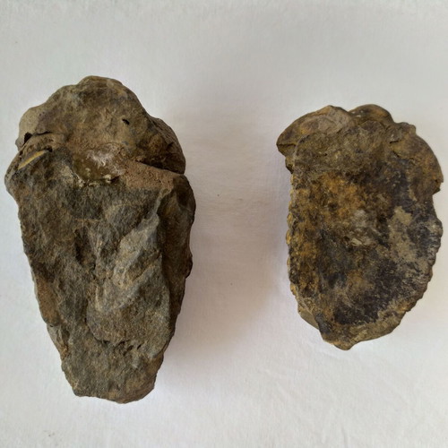 Calymene Trilobite Fossils from Morocco, like new, set of 2