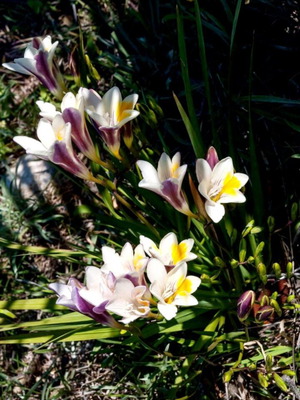 Freesia refracta fresh seeds aromatic, pack of 20
