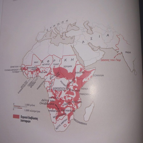 Wild Animals Lions new book 38 pages