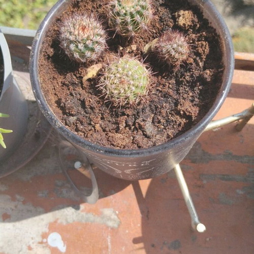 Echinopsis μικρός σφαιρικός κάκτος σετ τεσσάρων με πυκνές αγκάθια σε διακοσμητική γλάστρα