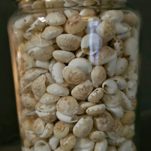 Trivia Neritea Mini Seashells Like New in Jar