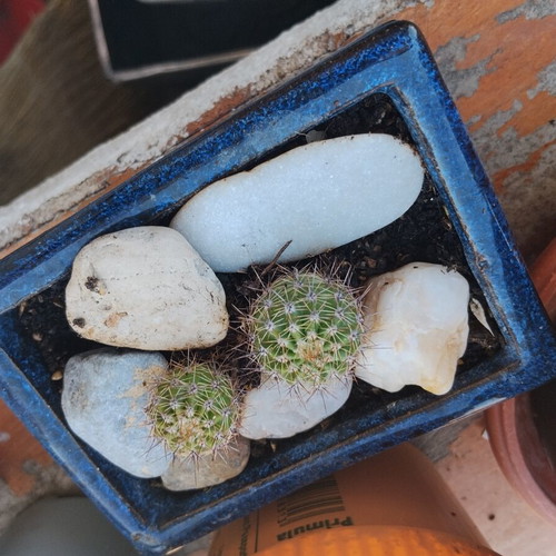 Echinopsis cacti set of 2 in handmade ceramic pot, new