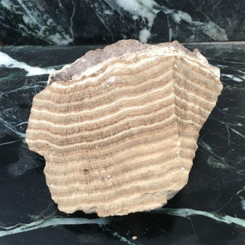 Unknown fossil as seen