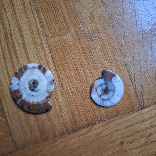 Polished Ammonite Fossils like new