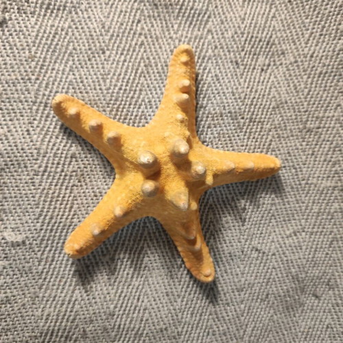 Seashell set like new, 4 pieces including starfish and Angel wings